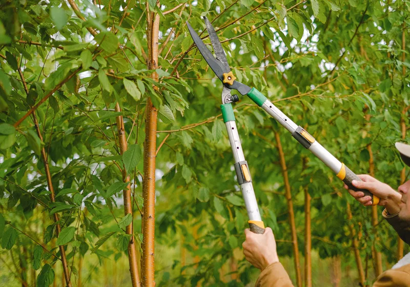 Faiskolai kertész gyakorlati oktatás — metszés és facsemete-ápolás közelről